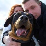 Rottweiler nero