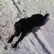 Labrador retriever Tyson