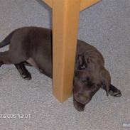 Labrador retriever Anna bell