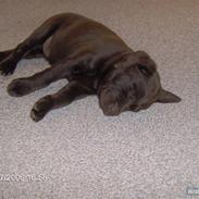 Labrador retriever Anna bell