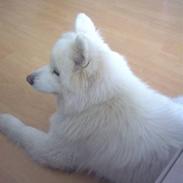 Samojedhund Ariana