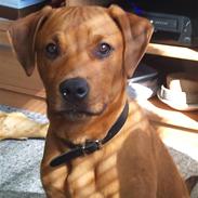 Blanding af racer Manfred