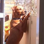 Blanding af racer Manfred