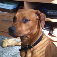 Blanding af racer Manfred