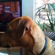 Blanding af racer Manfred