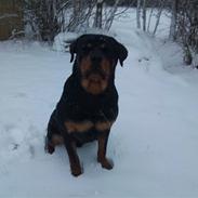 Rottweiler Tyson