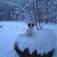 Kooikerhondje Monty