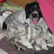 Engelsk springer spaniel Whinie