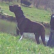 Amerikansk bulldog Jako