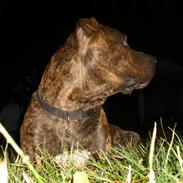 Amerikansk bulldog Jako