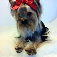 Yorkshire terrier Chili