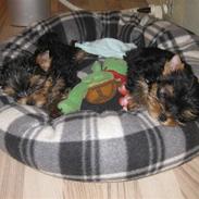 Yorkshire terrier Chili