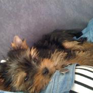 Yorkshire terrier Chili