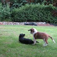 Sankt bernhardshund Zoomorf's Xander
