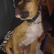 Amerikansk staffordshire terrier Tyson R.I.P den 31/03-11