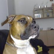 Amerikansk staffordshire terrier Tyson R.I.P den 31/03-11