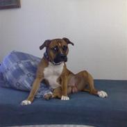 Amerikansk staffordshire terrier Tyson R.I.P den 31/03-11