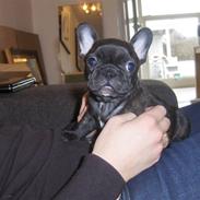 Fransk bulldog Cosmo