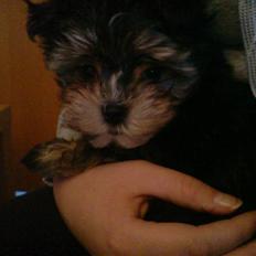 Blanding af racer Chika