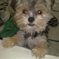 Blanding af racer Chika