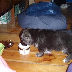 Blanding af racer Pingo (Pingo Nielsen)