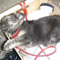 Blanding af racer Pingo (Pingo Nielsen)