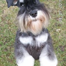 Dvaergschnauzer Eragon
