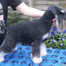 Dvaergschnauzer Eragon