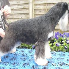Dvaergschnauzer Eragon