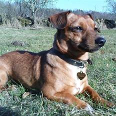 Blanding af racer Stinky