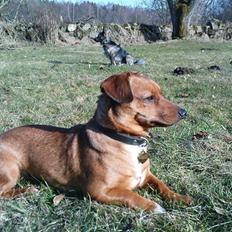 Blanding af racer Stinky