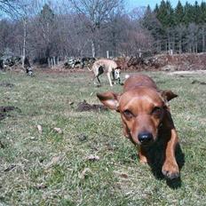 Blanding af racer Stinky