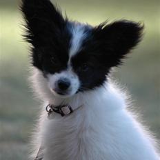 Papillon Klæstruplunds Cille