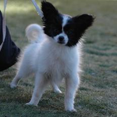 Papillon Klæstruplunds Cille