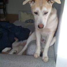 Blanding af racer Neji