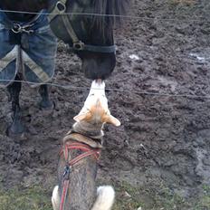 Blanding af racer Neji