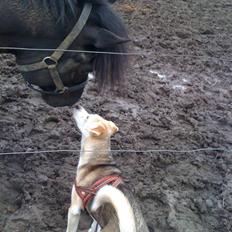 Blanding af racer Neji