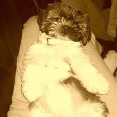 Shih tzu Duchess