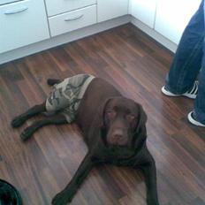 Labrador retriever Maggie