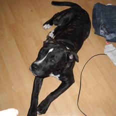 Amerikansk staffordshire terrier fnuggi