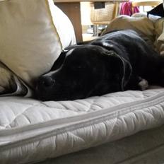 Amerikansk staffordshire terrier fnuggi