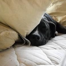 Amerikansk staffordshire terrier fnuggi