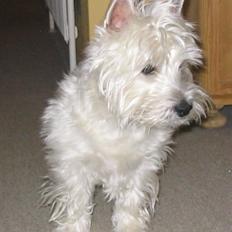 West highland white terrier Futte