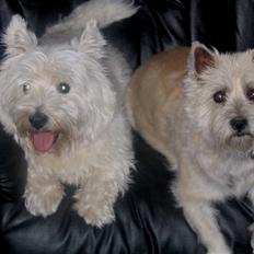 West highland white terrier Futte