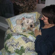 West highland white terrier Futte