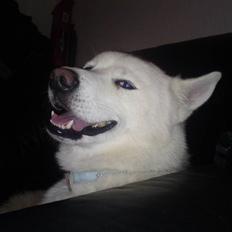 Blanding af racer Cato