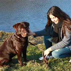 Labrador retriever Balu  | soulmate  | 