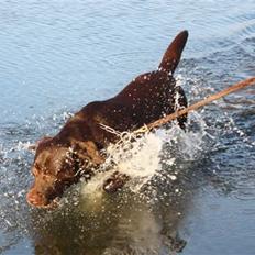 Labrador retriever Balu  | soulmate  | 