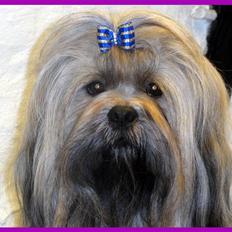 Lhasa apso Syrenen´s Casino Royale