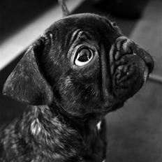 Fransk bulldog Kalua